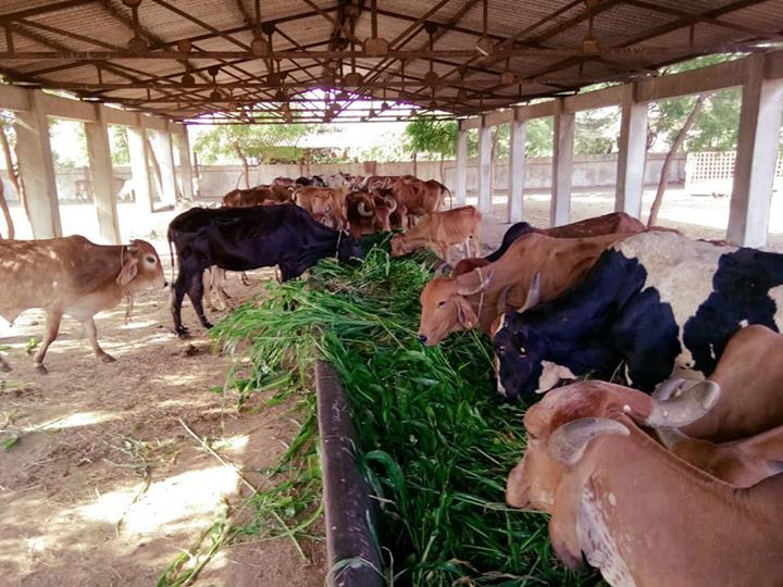 Chara Seva at Sadhaura Shyampur Road Gaushala
